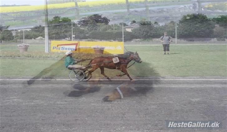 Gotlandsruss Tarpan's Ikon R.I.P - <33 billede 8