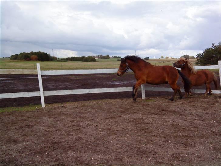 Gotlandsruss Tarpan's Ikon R.I.P - Ikon & Seven :) billede 9