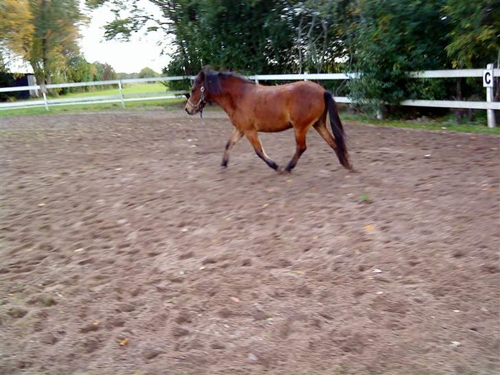 Gotlandsruss Tarpan's Ikon R.I.P - i Fin trav :) billede 10