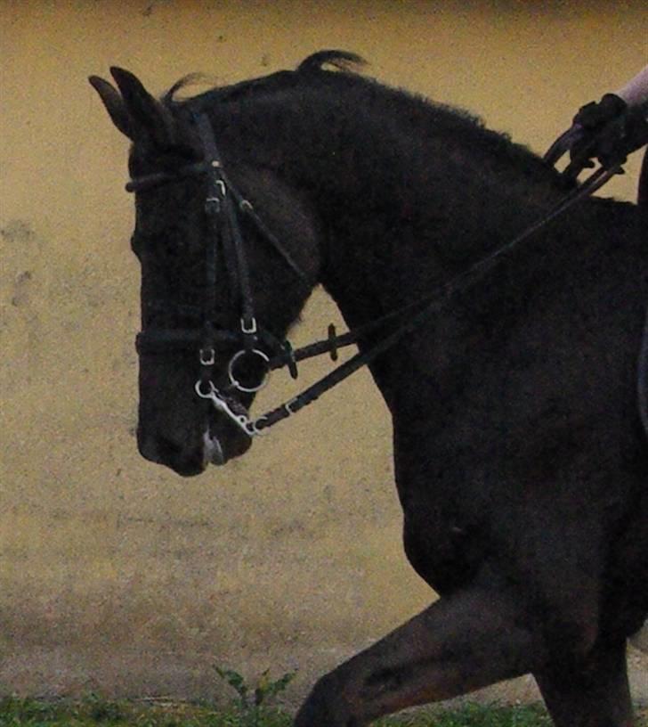 Oldenborg † Cavalcanti (Pony) billede 10
