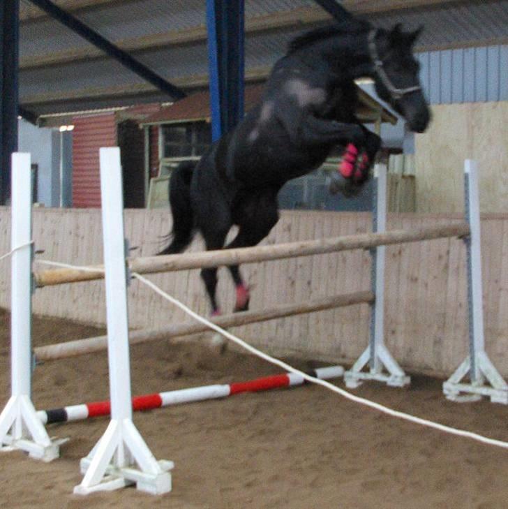 Oldenborg † Cavalcanti (Pony) - Løsspring. 1,30. Han tog et ordentlig elevatorhop, men kom da helt over. Og det er dækken og underlag der har lavet mærker på ham, fordi han er klippet :/ billede 11