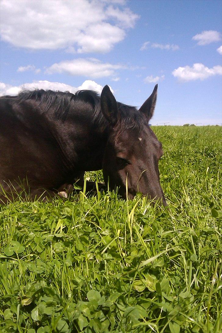 Oldenborg † Cavalcanti (Pony) - Afslapning på sommergræs ´10 billede 9