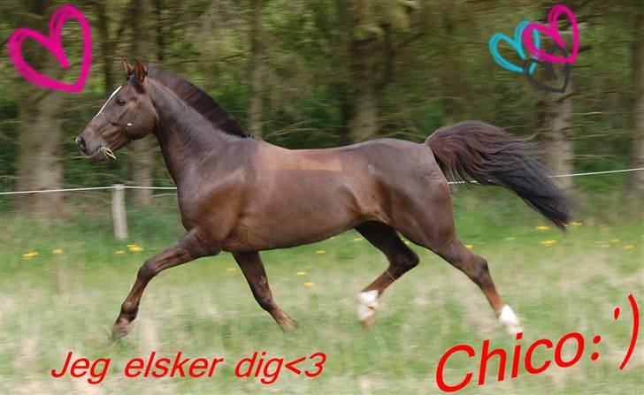 Hollandsk Sportspony Chico<3SAVN:'/ - Undskyld chico, det var bare ikke mit valg:´/<3 jeg elsker dig:´)<3 billede 5