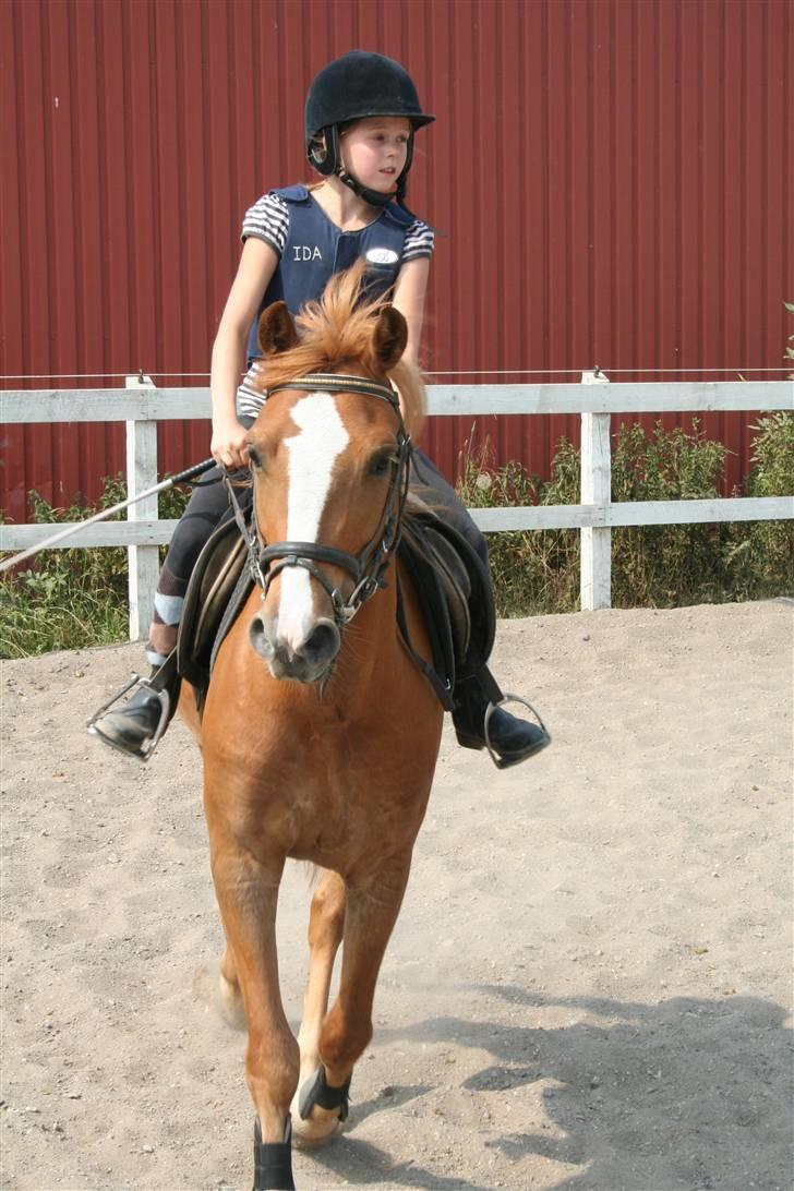 Anden særlig race o´malley (solgt) - foto: lone p billede 7