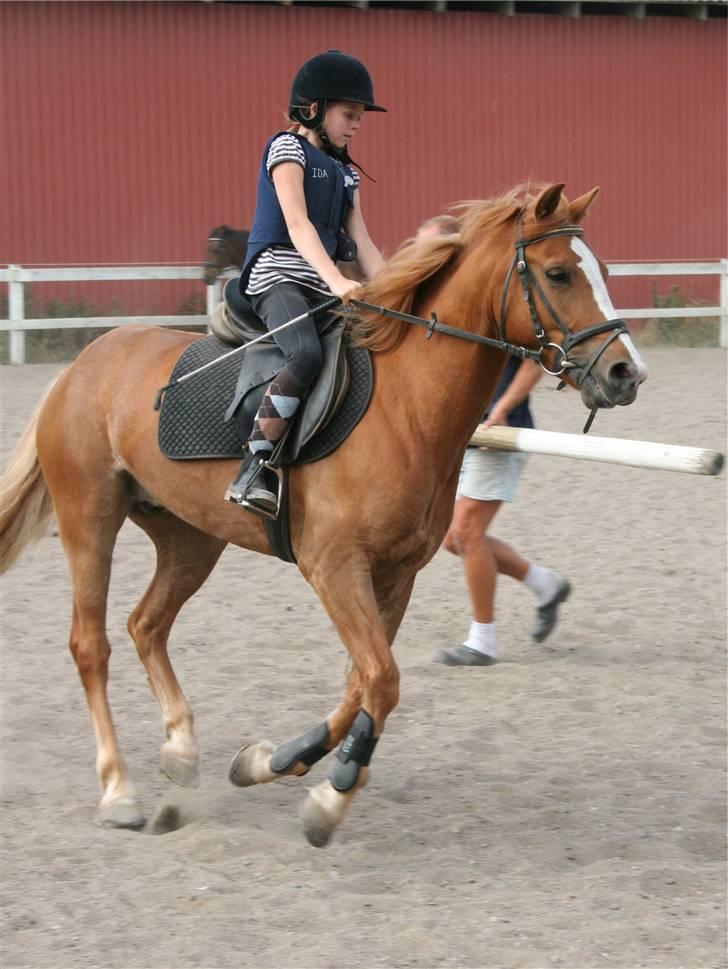 Anden særlig race o´malley (solgt) - foto: lone p billede 8