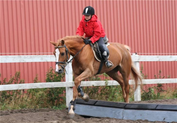 Anden særlig race o´malley (solgt) - foto: lone p billede 9