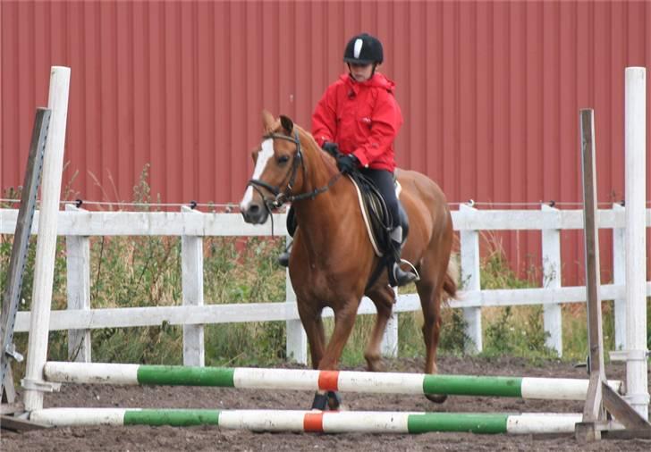 Anden særlig race o´malley (solgt) - foto: lone p billede 10