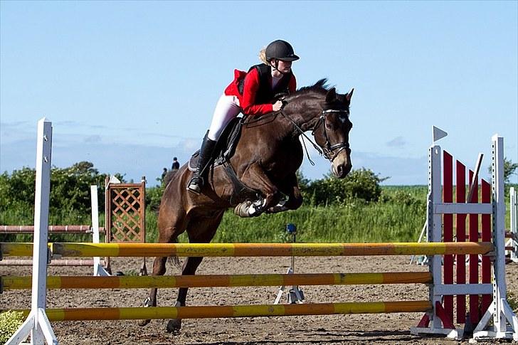 Anden særlig race Bailey - LA først uplaceret billede 19