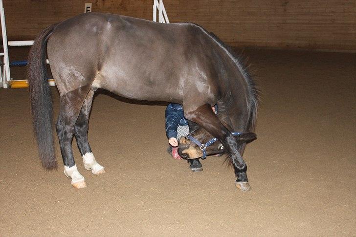 Anden særlig race Bailey - søde bailey<33 billede 20