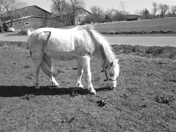 Anden særlig race Laika SOLGT ;( - Er ude på marken efter en ride  tur! billede 2