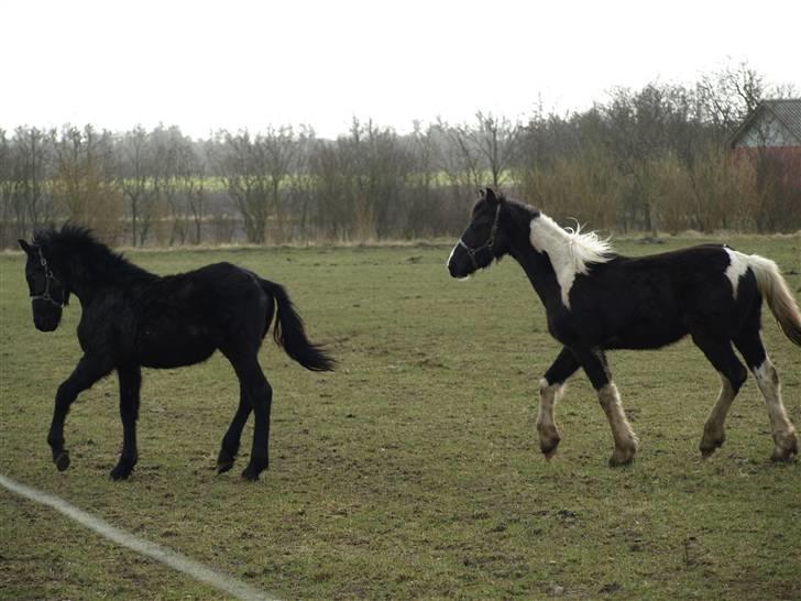 Frieser Bastiaan *R*I*P* billede 10