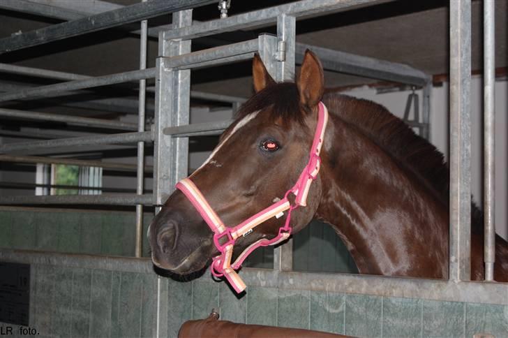 Hollandsk Sportspony Chico<3SAVN:'/ - JEG ELSKER DIG<3Fotograf:louise billede 6