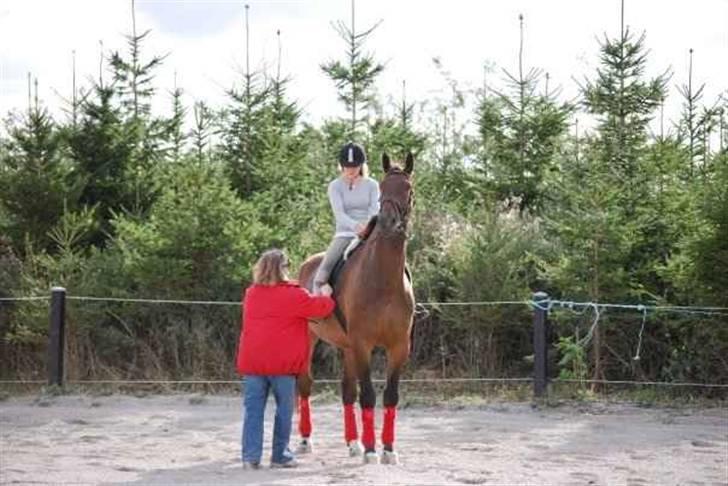 Oldenborg Egelund Milagro - R.I.P min dreng .. 29-06-02 - 03-12-09. du bliver aldrig glemt min skat! - du kom til at betyde så meget på så kort tid. - jeg vil altid elske dig Milagro♥ billede 1