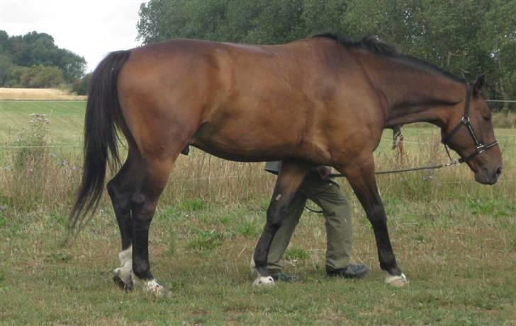 Oldenborg Egelund Milagro - til undervisning. Jeg var så stolt af dig, 
første gang du var ude, og du var bare så skøn! billede 2