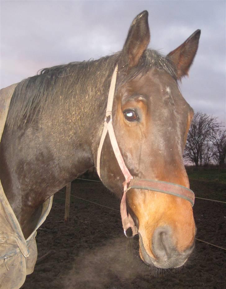 Oldenborg Egelund Milagro - sidste dag med prinsen d. 2/12-09! - tanken om jeg aldrig ser min skønne dreng igen, gør så ondt!  billede 3