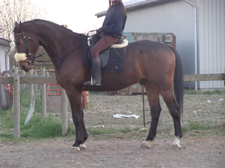 Oldenborg Egelund Milagro - Channie & Milagro d. 20-4-09 .. :-) billede 4