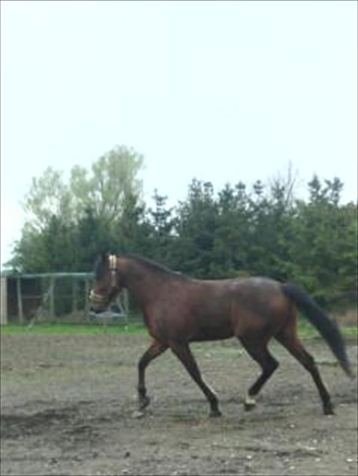 Traver Nitro Crown  billede 12