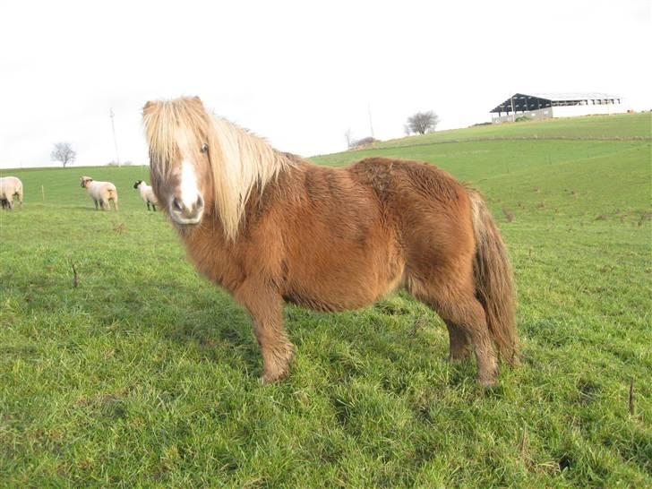 Shetlænder Totti - *11* billede 11