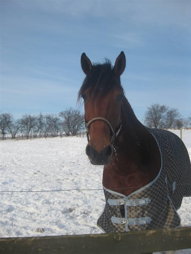 Traver Nitro Crown  - Nitro Crown :* billede 13