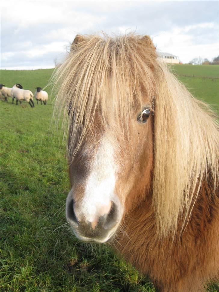 Shetlænder Totti - *12* billede 12