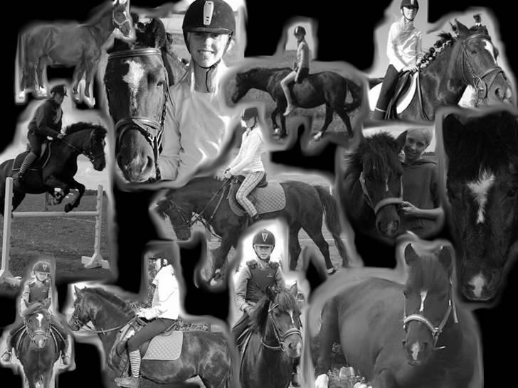 DSP Clements Himalaya *SOLGT* billede 1