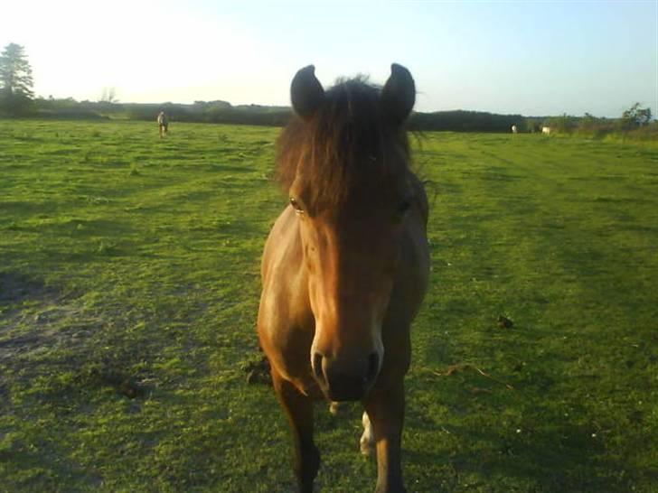 New Forest spitfire R.I.P. :'/ billede 16