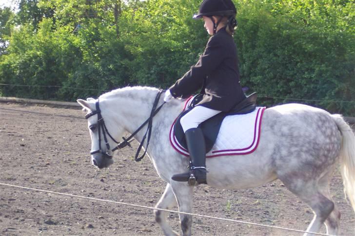 Welsh Mountain (sec A) Ræveskiftets Sugarcandy - Candy og Inge Marie til stævne i padborg.  billede 7