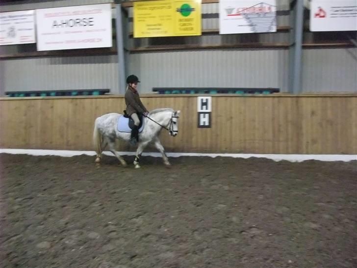 Welsh Mountain (sec A) Ræveskiftets Sugarcandy - Træning på Stald Shadock december 2008 billede 8