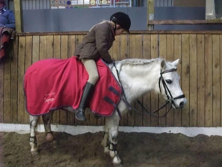 Welsh Mountain (sec A) Ræveskiftets Sugarcandy - Træning på Stald Shadock december 2008 billede 9