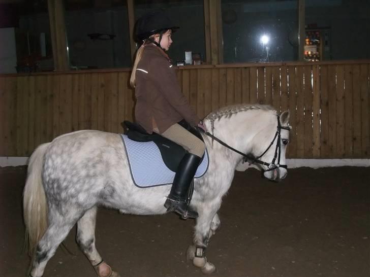 Welsh Mountain (sec A) Ræveskiftets Sugarcandy - Træning på Stald Shadock december 2008 billede 10