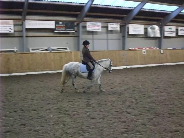 Welsh Mountain (sec A) Ræveskiftets Sugarcandy - Træning på Stald Shadock december 2008 billede 11