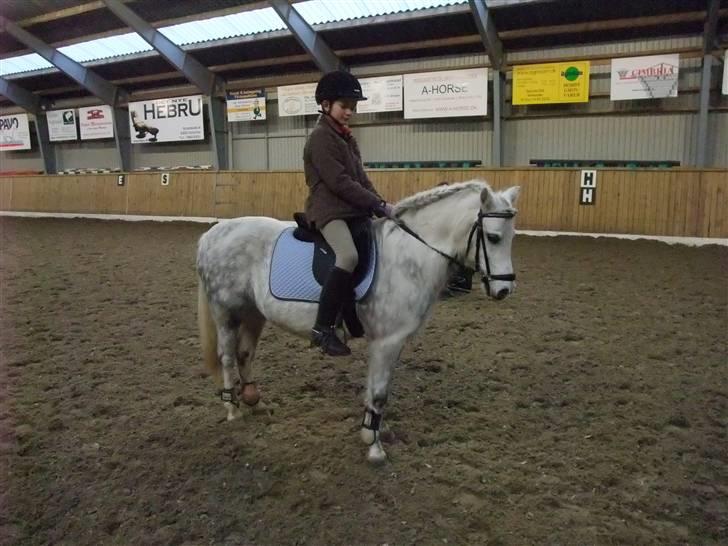 Welsh Mountain (sec A) Ræveskiftets Sugarcandy - Træning på Stald Shadock december 2008 billede 12