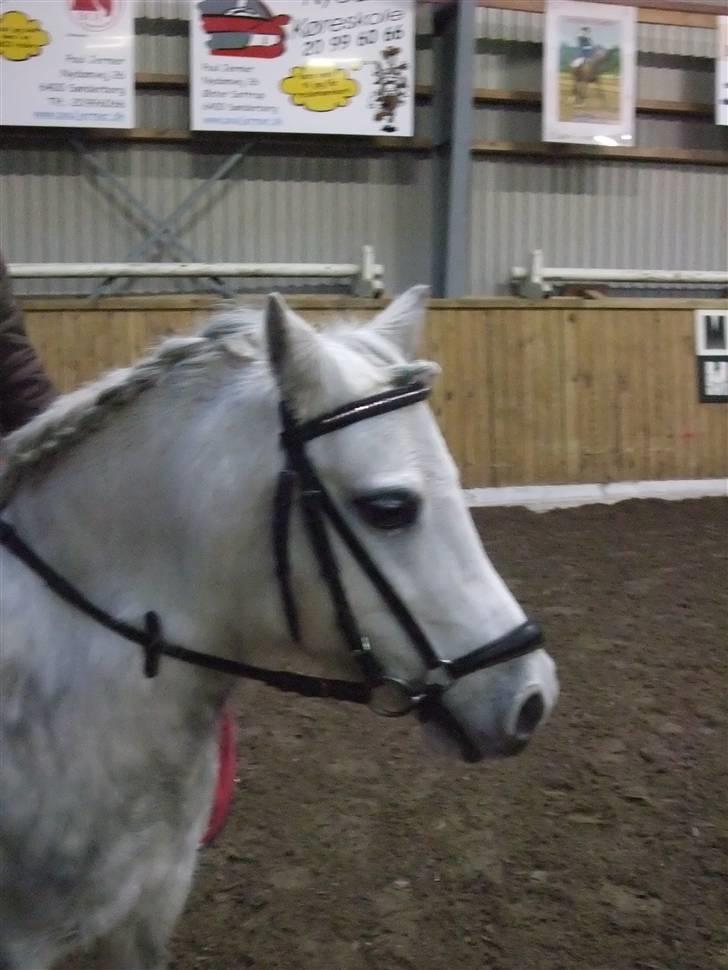 Welsh Mountain (sec A) Ræveskiftets Sugarcandy - Den er da sød:o) billede 13
