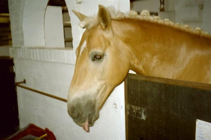 Haflinger Baron Præsthøj - skal til stævne billede 1