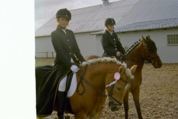 Haflinger Baron Præsthøj - Baron og hans gamle passer til stævne billede 2