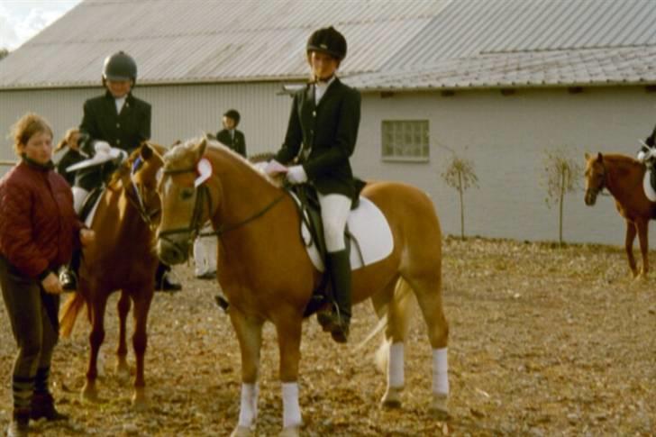 Haflinger Baron Præsthøj billede 3