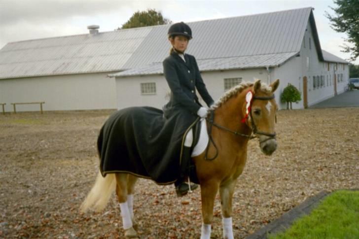 Haflinger Baron Præsthøj billede 4