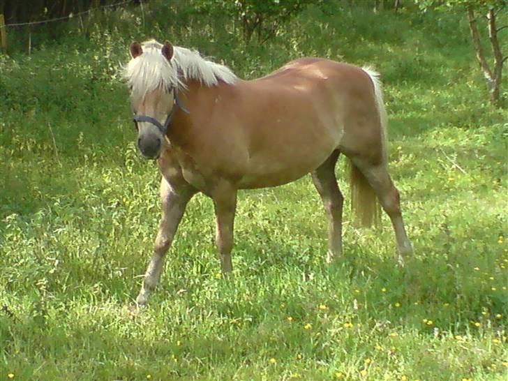 Haflinger Baron Præsthøj billede 5