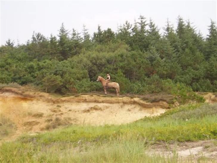 Haflinger Baron Præsthøj - sommer hygge:) billede 7