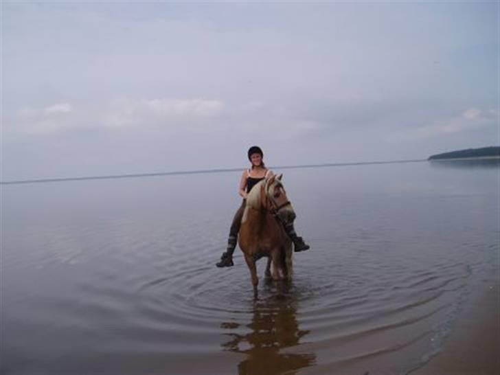 Haflinger Baron Præsthøj - sommer hygge:) billede 8