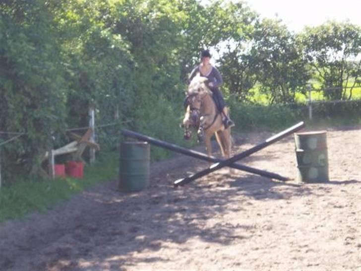 Haflinger Baron Præsthøj - lidt hygge springning billede 9