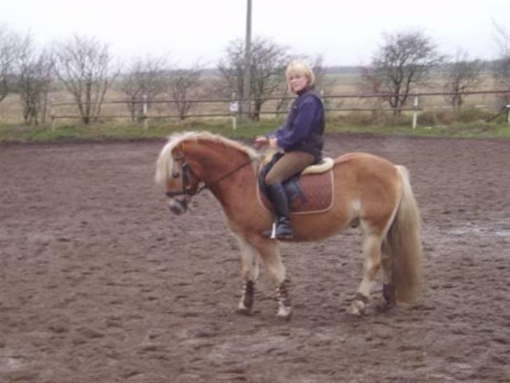 Haflinger Baron Præsthøj billede 10