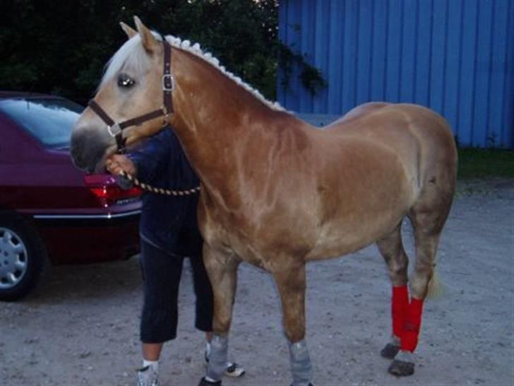 Haflinger Baron Præsthøj billede 11