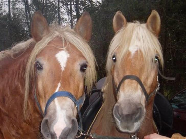 Haflinger Baron Præsthøj - Baron og Mille billede 12