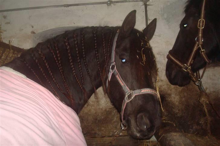 Frieser Femke *solgt :'(* billede 5