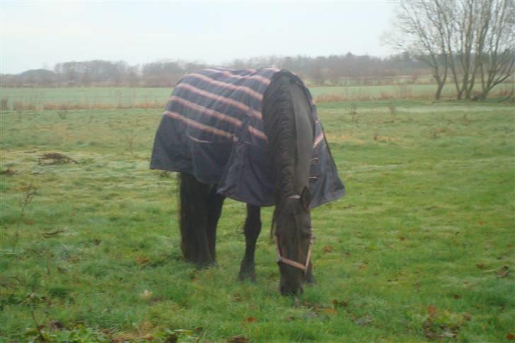 Frieser Femke *solgt :'(* billede 6