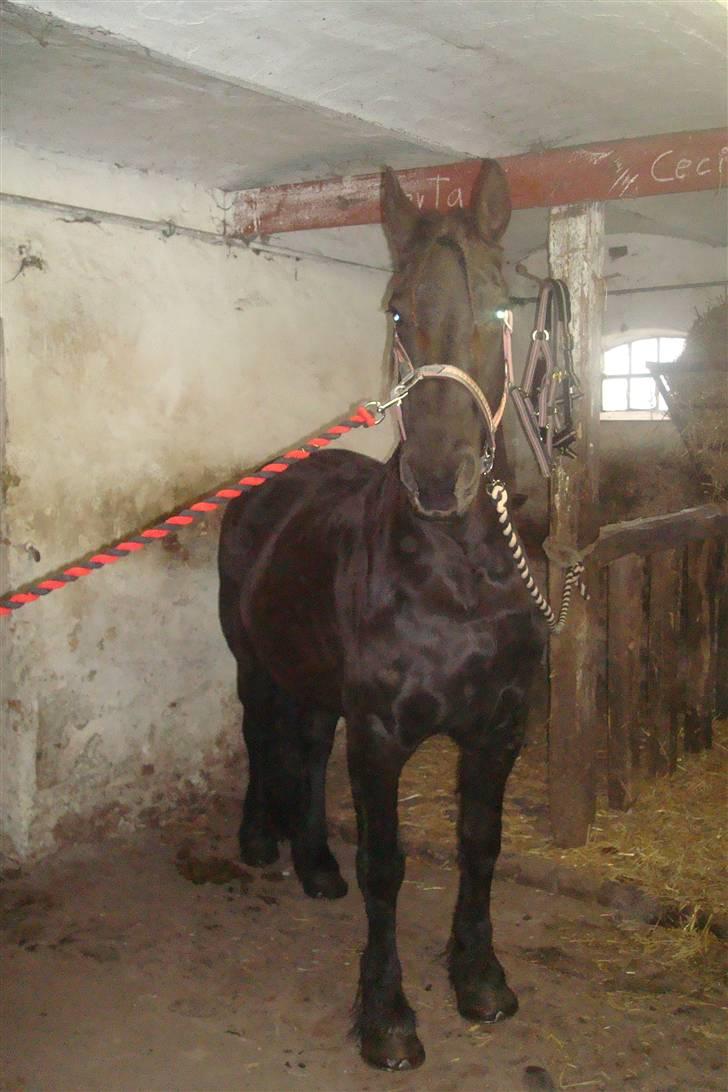 Frieser Femke *solgt :'(* billede 7