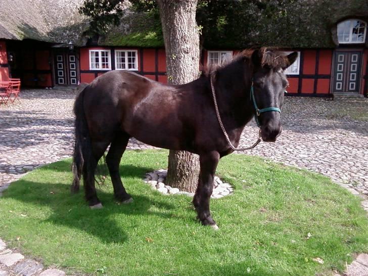 Islænder Sliepnir<3 R.I.P :'( - Slippy er model <3 billede 11