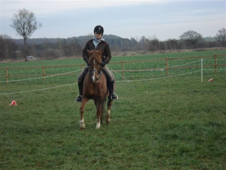 New Forest pinocchio   - dressur træning :´D billede 16