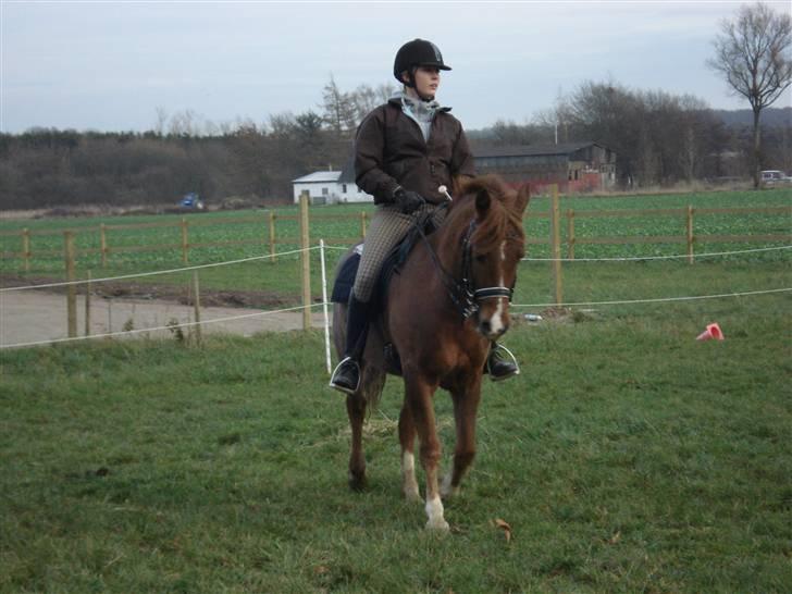 New Forest pinocchio   - dressur træning :´D billede 17